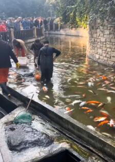 步行街观赏鱼一夜之间大量死亡