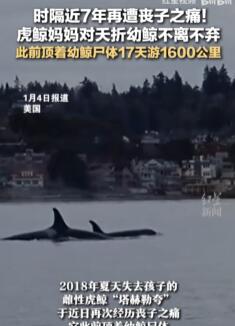虎鲸妈妈顶幼鲸尸体游了17天