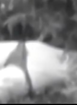 河南周口:这次马赛克没打好,害怕的闭着眼睛观看