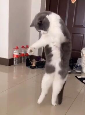 搞笑视频配音 搞笑动物配音 搞笑宠物