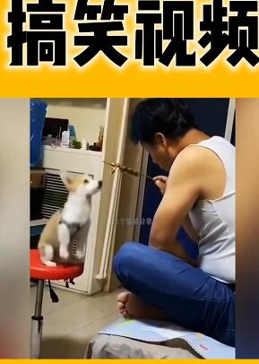 宠物迷惑行为32 搞笑萌宠