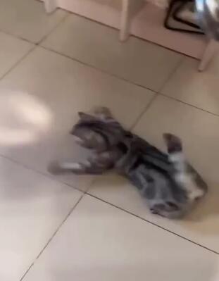 沙雕宠物 搞笑动物,驱散不开心