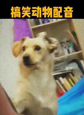 搞笑动物配音 搞笑配音