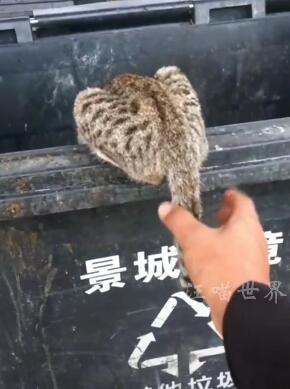 人类太沙雕,萌宠太倒霉 搞笑宠物