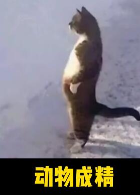 动物成精 每天搞笑视频不断