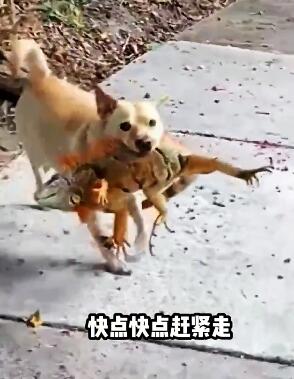 这些东西宠物吃没事,我吃那得进去啊 搞笑配音 搞笑动物