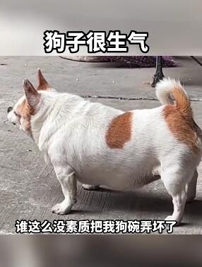 狗碗被压碎,狗子很生气,后果很搞笑。 搞笑视频