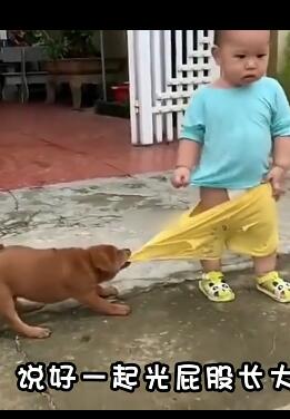 盘点动物爆笑场面,狗脸都丢没了,看完笑一天 搞笑动物