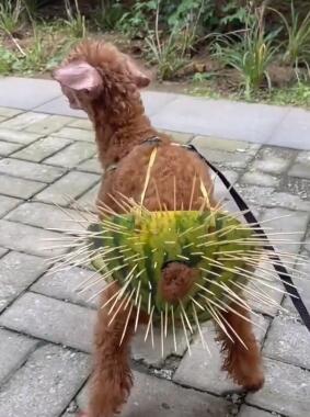 搞笑的动物 动物世界 搞笑动物