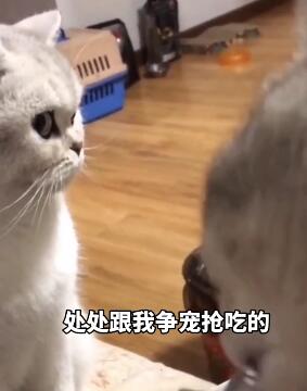 作为宠物,得会争宠不是? 搞笑配音