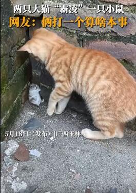 两只猫咪轮番吓唬一只小仓鼠 小仓鼠躲墙角吓得一动不动