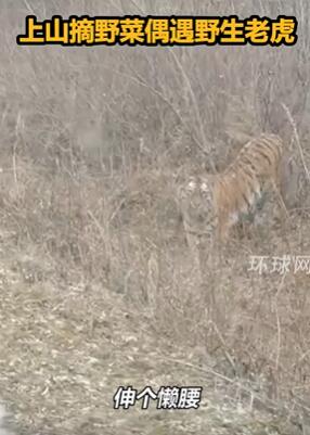 黑龙江双鸭山一网友曝上山采野菜遇野生老虎