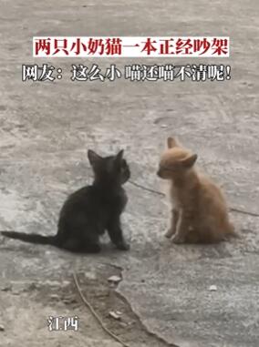 女生偶遇2只小奶猫吵架