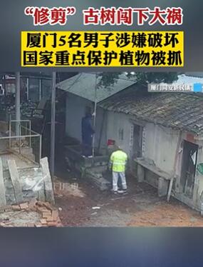 厦门5名男子修剪古榕树闯大祸被抓