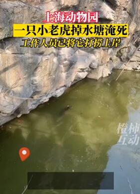 网传上海动物园一只小老虎淹死在水塘