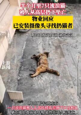 流浪猫被人从高层扔下摔死 半个月已有7只