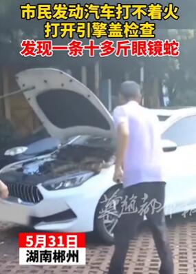 男子打开汽车引擎盖发现一条10多斤眼镜王蛇