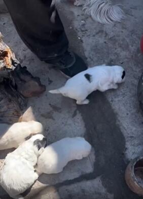 老人家中失火放弃抢救财物把一窝小狗救出