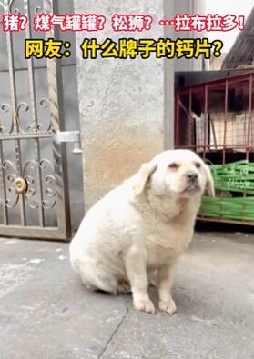 男子给狗狗吃钙片养出拉布拉