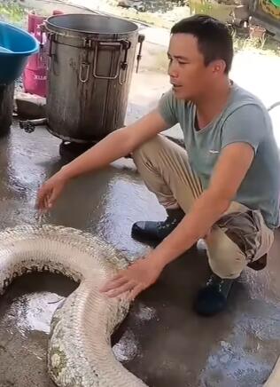 炖大蛇,越南人吃蟒蛇就跟吃猪肉一样